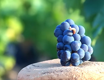 viñedos con historia