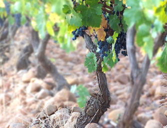 viñedos con historia