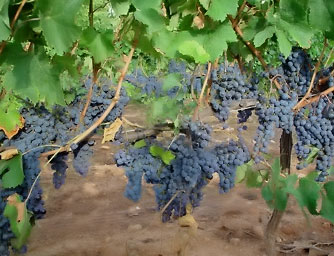 viñedos con historia